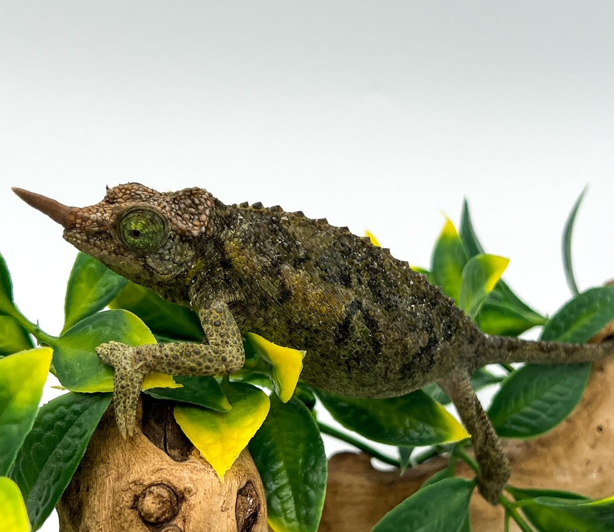 Rainbow Jacksons Chameleon For Sale - Upriva Reptiles