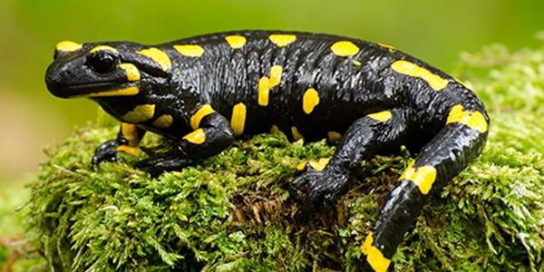 Salamanders and Newts – Cold blooded connection