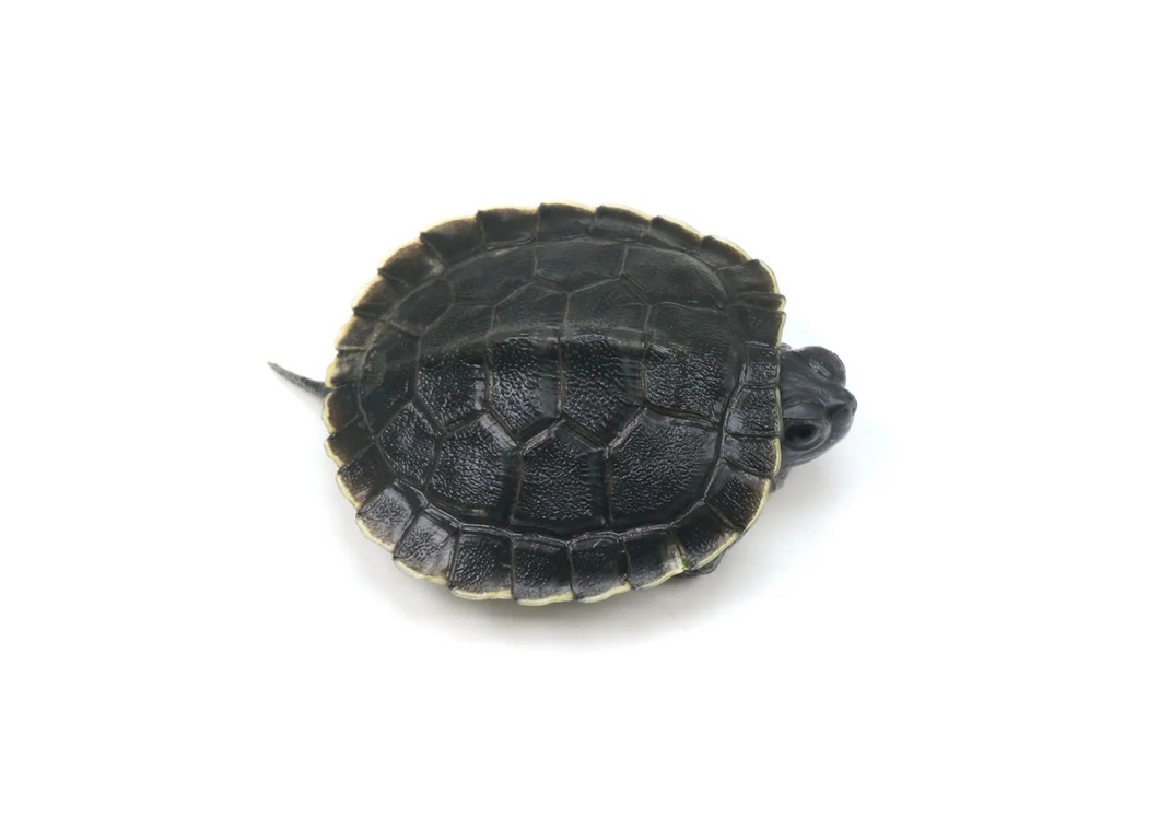 Black Pearl Red Ear Slider - Baby