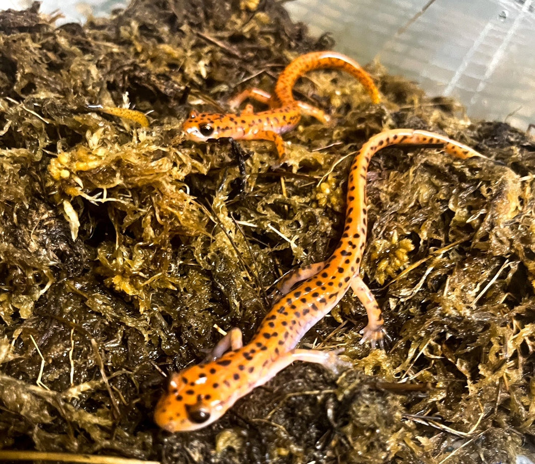 Cave Salamander