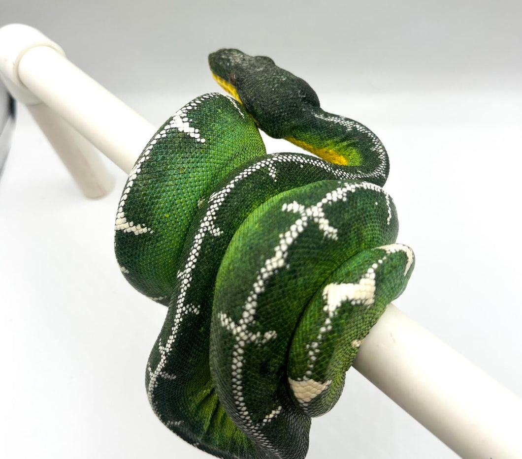 Amazon Basin Emerald Tree Boa - sub adult male