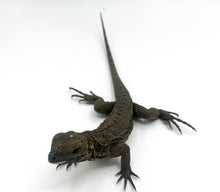 Load image into Gallery viewer, Rhino iguana (babies)