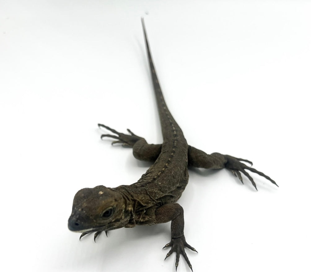 Rhino iguana (babies)