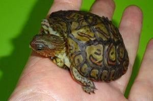 Central American Ornate Wood Turtle – cb baby