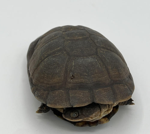 African Sideneck Turtle – 4 to 5 inch