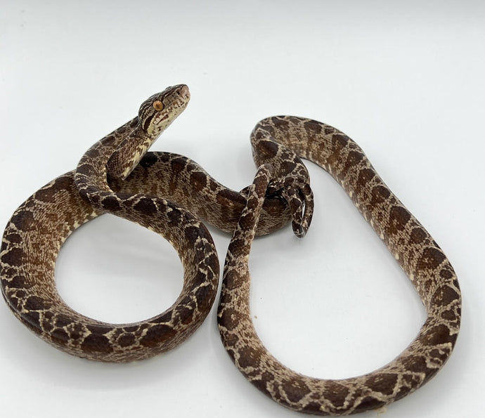 Amazon Tree Boa – juvenile