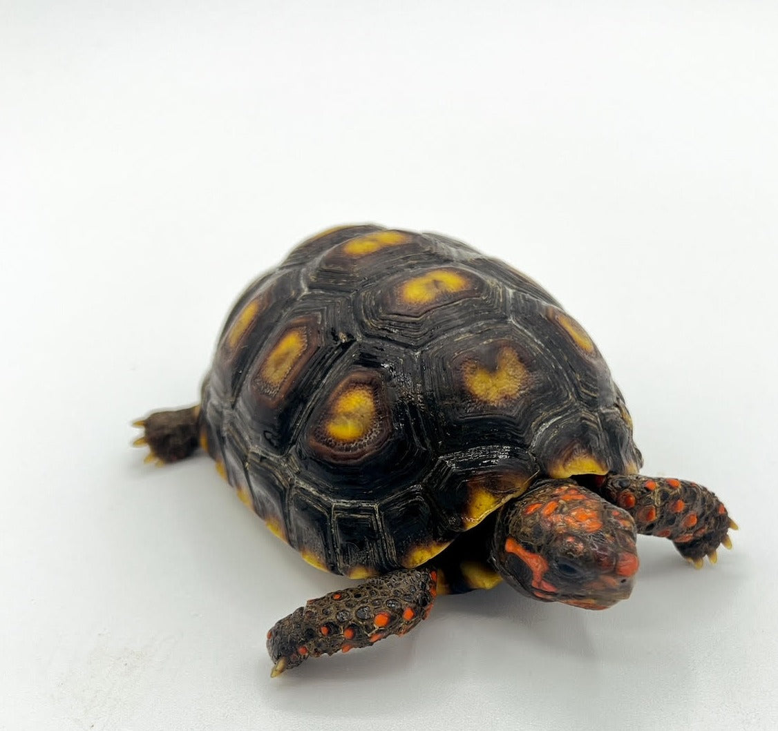 Brazilian Cherry Head Red Foot Tortoise 4-5 inch – Cold blooded connection