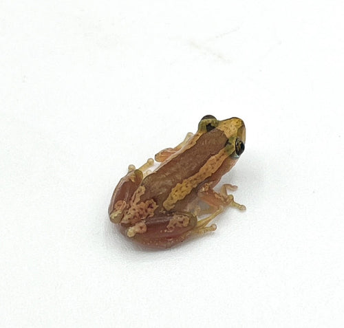 Brown Banana Reed Frog – adult