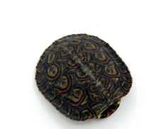 Load image into Gallery viewer, Central American Ornate Wood Turtle – cb baby