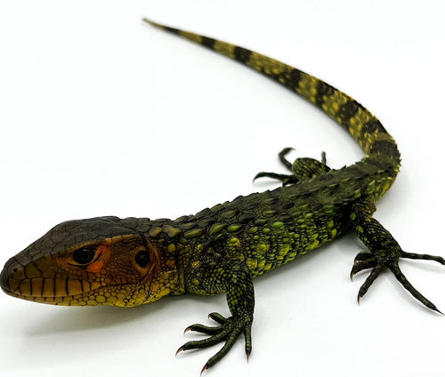 Caiman Lizard-babies