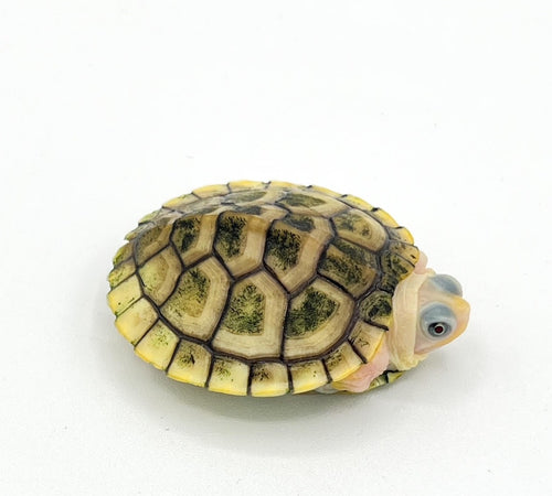 Caramel Albino Red Ear Slider – big baby