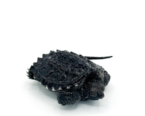 Common Snapping Turtle- cb baby