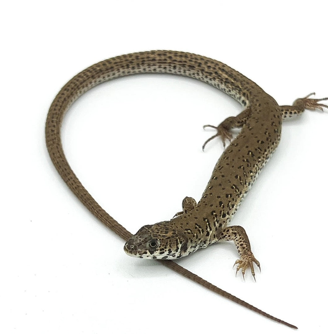 Delalande’s Sandveld Lizard – sub adult to adult