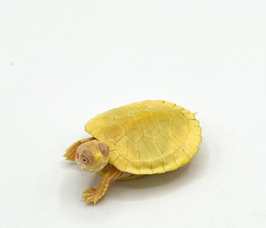 Albino Red Ear Slider - Baby