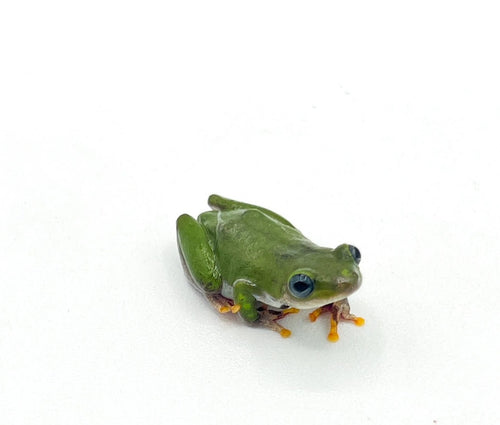 Ghana Reed Frog-Juveniles to adults