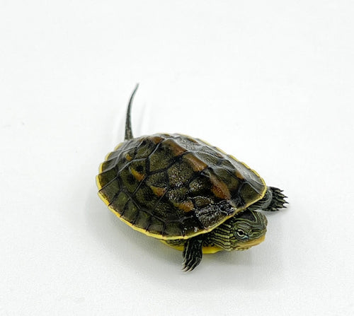 Chinese Golden Thread Turtle – baby