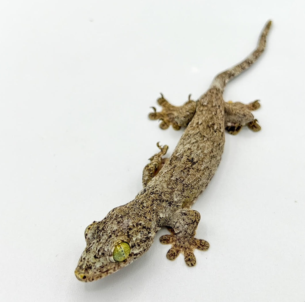 Giant Halmahera Gecko – juvenile to adult