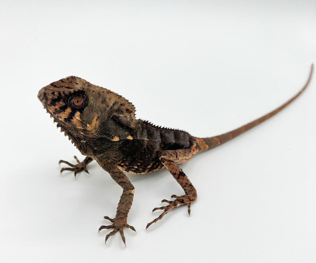 Helmeted Iguana – juvenile to adult