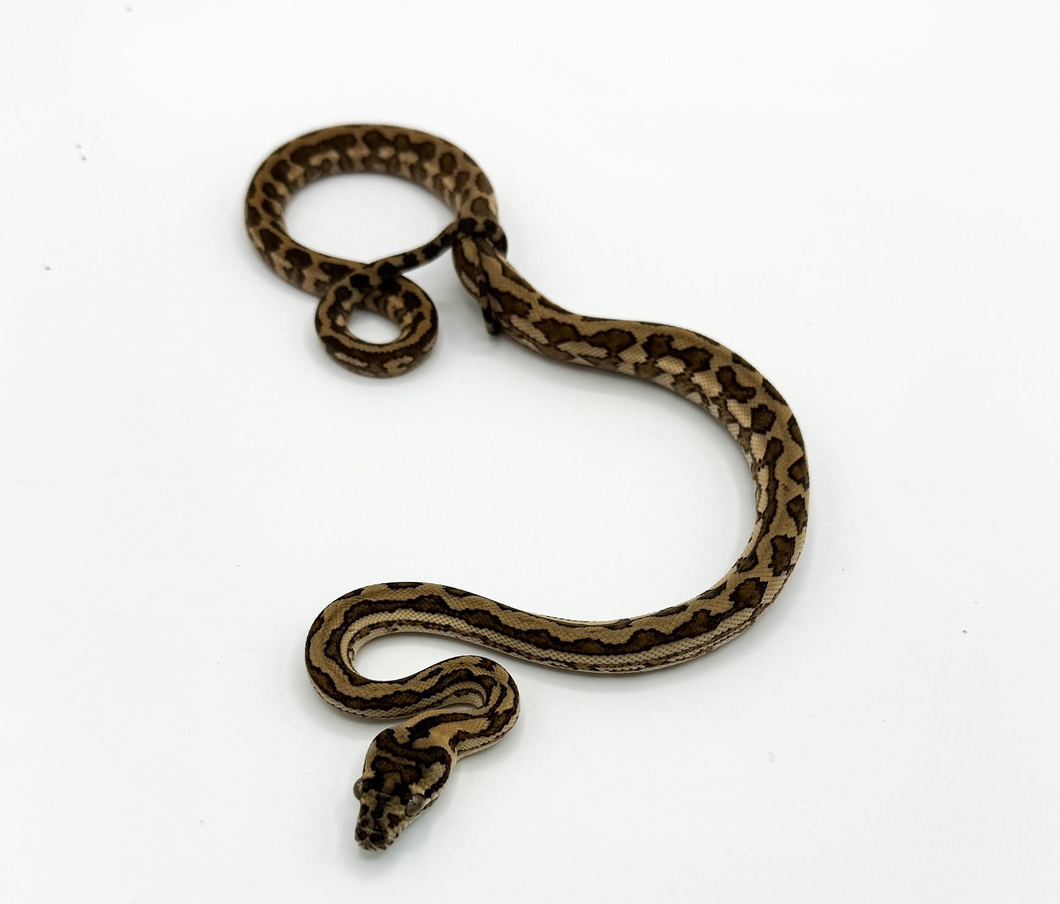 Caramel Carpet Python - Baby