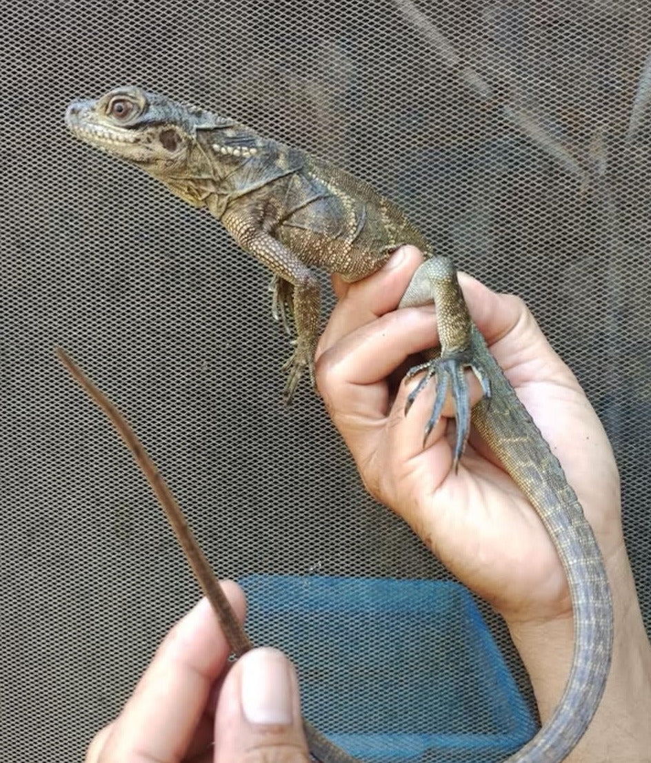 Indonesian Giant Sailfin Dragon – small