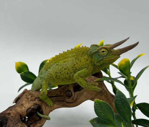 Jackson’s Chameleon – juvenile to adult male