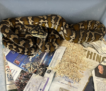 Load image into Gallery viewer, New Guinea Carpet Python – babies to juveniles