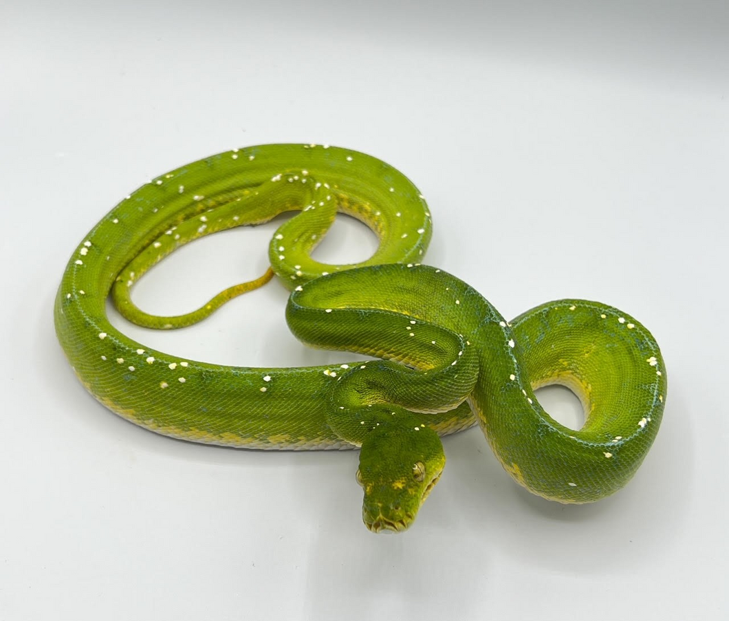 Green Tree Python - Jayapura - Juvenile to Adult