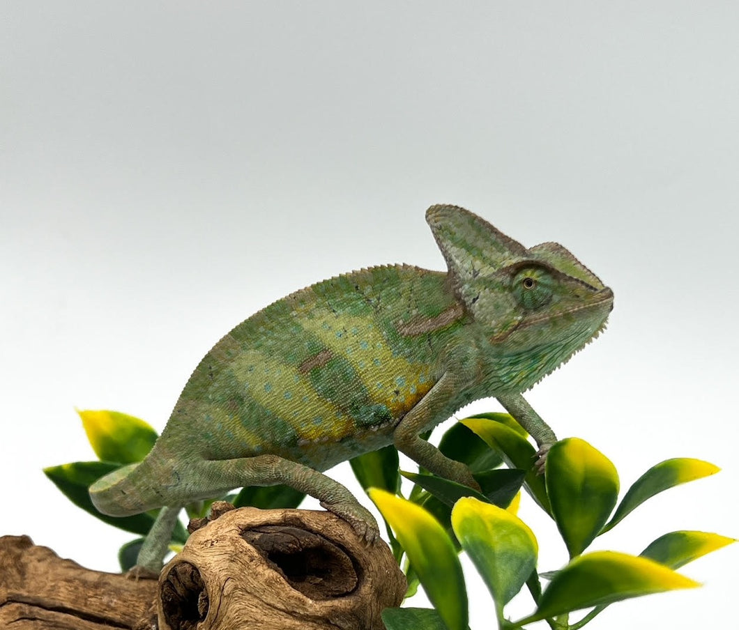 Veiled Chameleon – medium