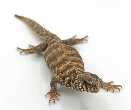 Ornate Uromastyx – baby to big baby