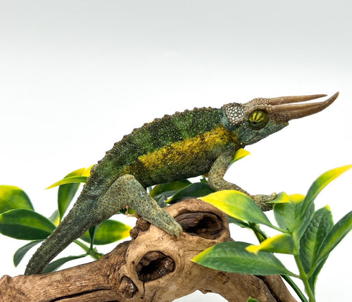 Rainbow Jackson’s Chameleon – juvenile to adult male