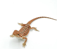 Load image into Gallery viewer, Fancy Bearded Dragon – baby