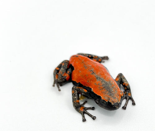 Red & Black Walking Frog – adult