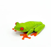 Load image into Gallery viewer, Red Eye Tree Frog – juvenile to adults