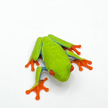 Load image into Gallery viewer, Red Eye Tree Frog – juvenile to adults