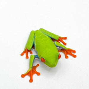 Red Eye Tree Frog – juvenile to adults