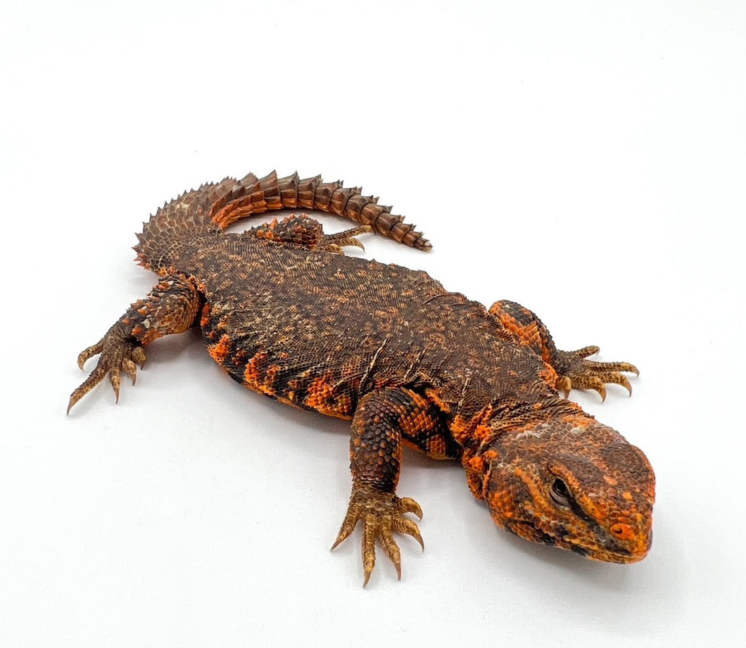 Red Niger Uromastyx -juvenile to adult