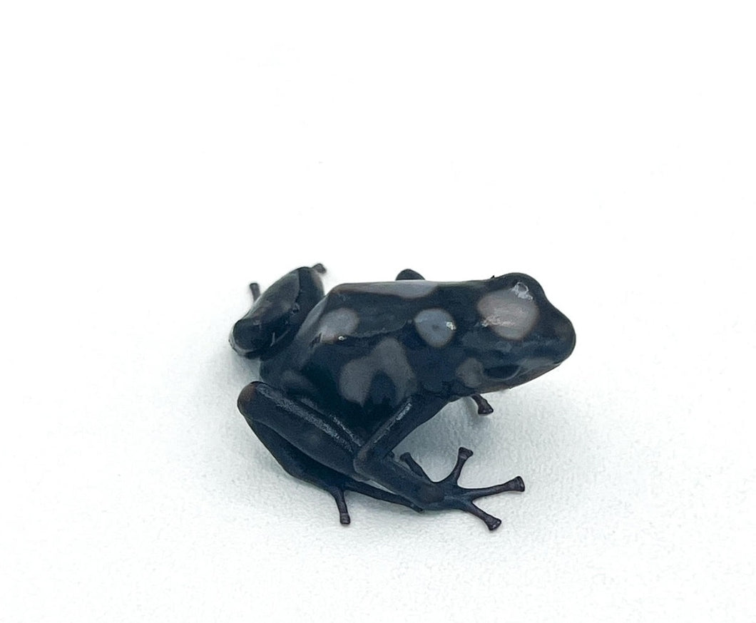 Rio Cascajal Poison Arrow Frog – cb juvenile