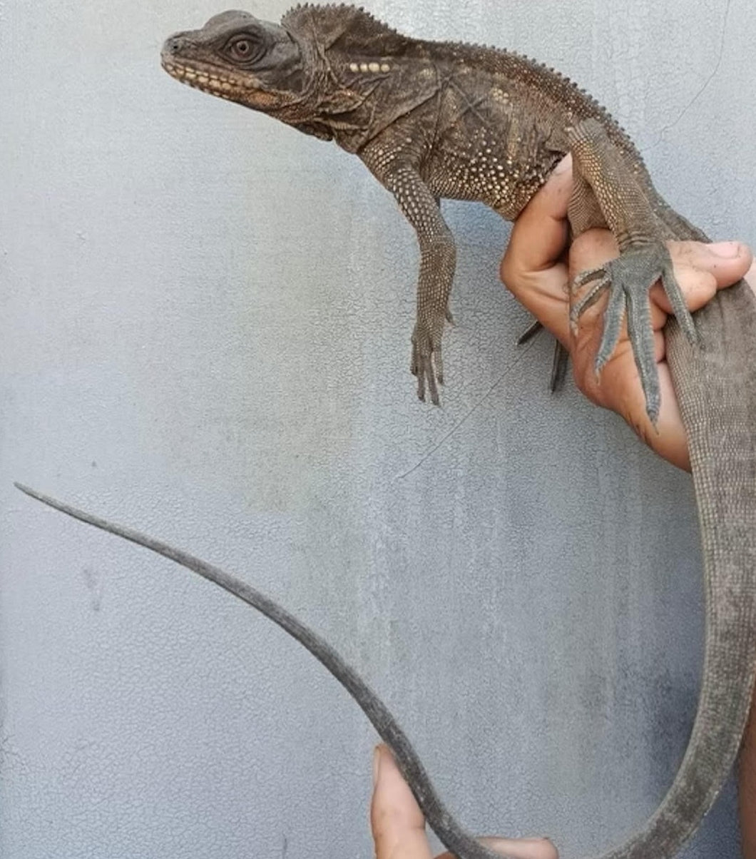 Sulawesi Black Sailfin Dragon – small