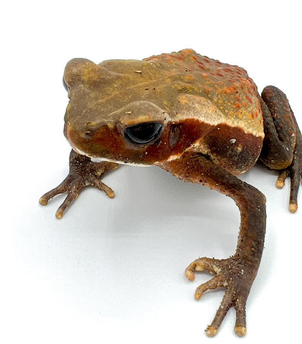 Smooth Sided Toad – large