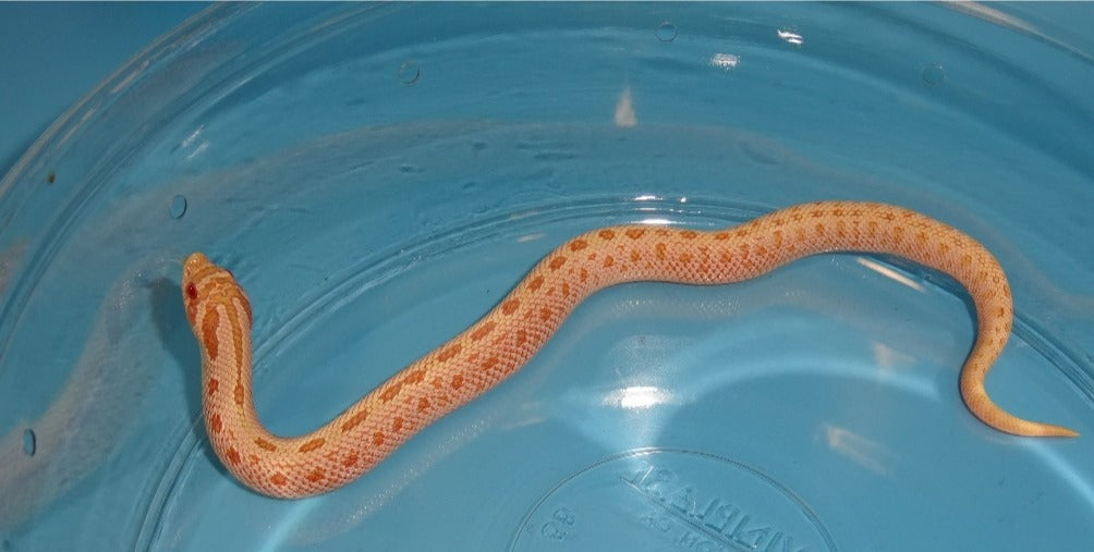 Albino Articconda Western Hognose-Baby