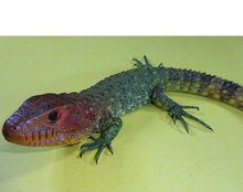 Load image into Gallery viewer, Caiman Lizard-babies