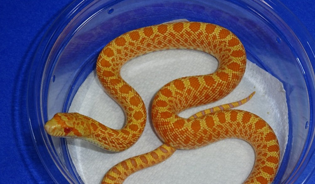 Albino Bull Snake