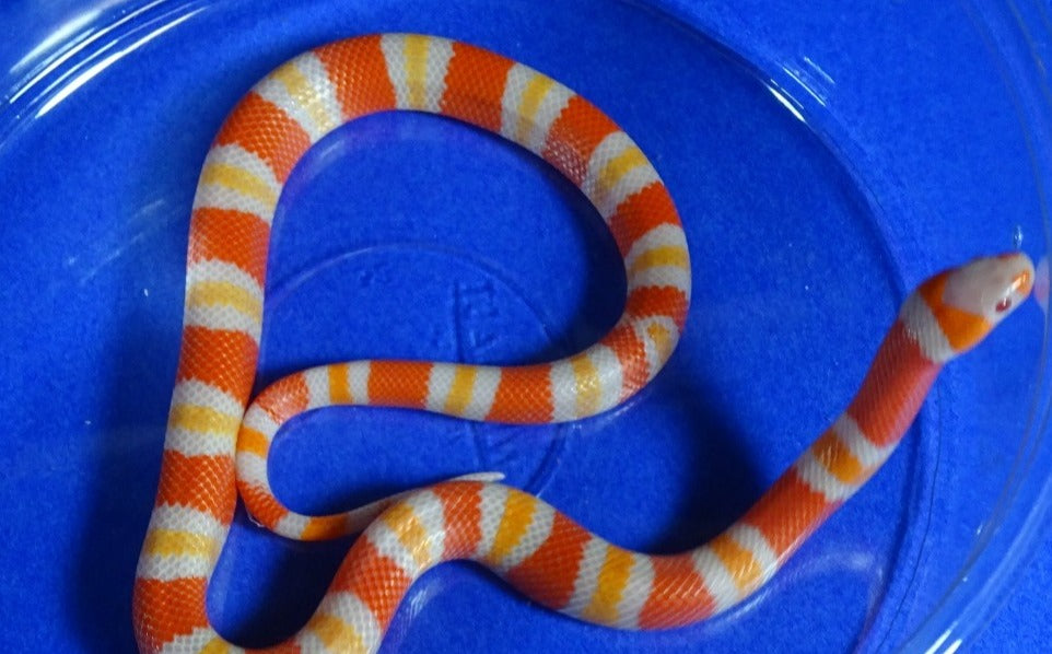 Albino Tangerine Honduran Milk Snake- Baby