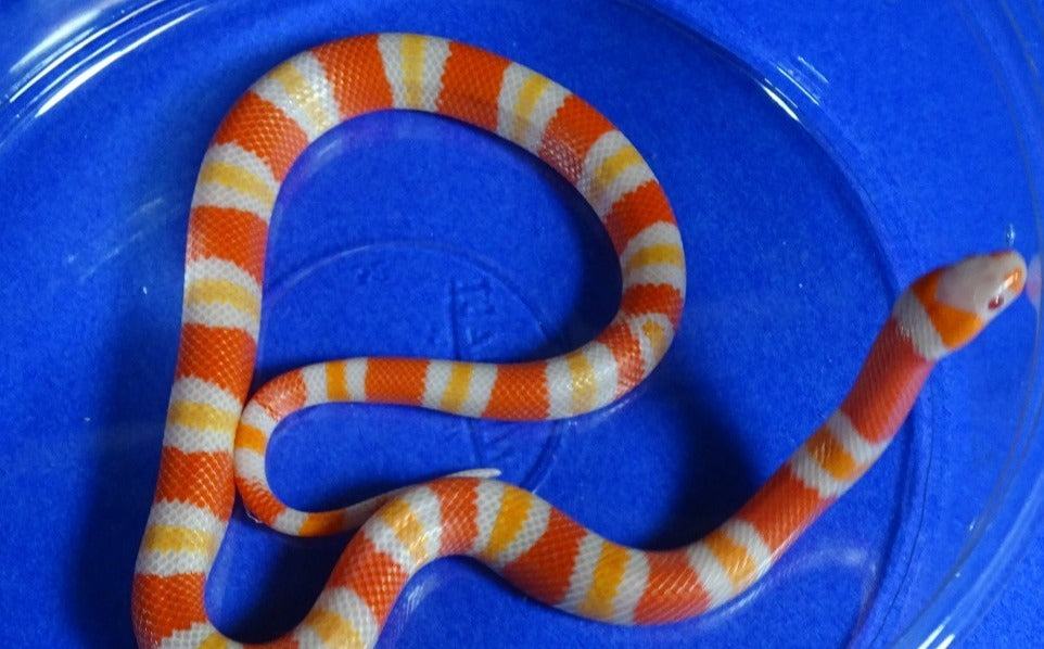 baby milk snake