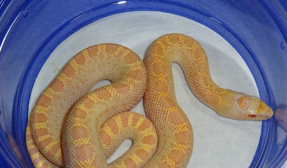 Albino White Sided Bull Snake Babies