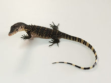 Load image into Gallery viewer, Asian water monitors - Baby to big babies