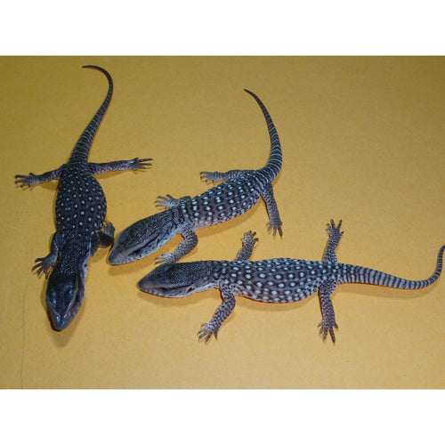 Anerythristic Savannah Monitor – babies