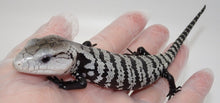 Load image into Gallery viewer, Axanthic Halmahera Blue Tongue Skink – babies