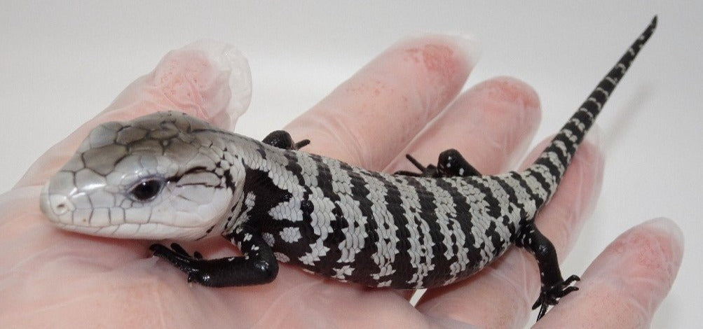 Axanthic Halmahera Blue Tongue Skink – babies