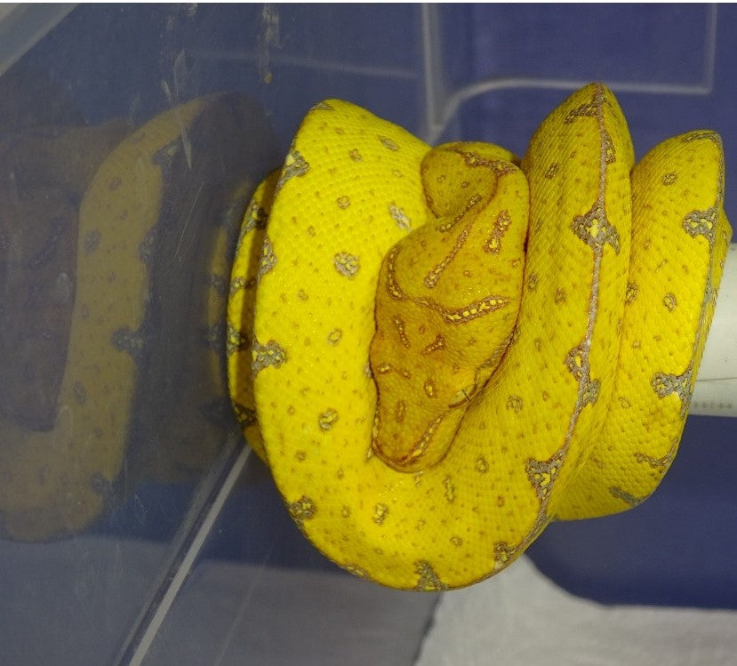 Green Tree Python (Jayapura) - Yellow Juvenile